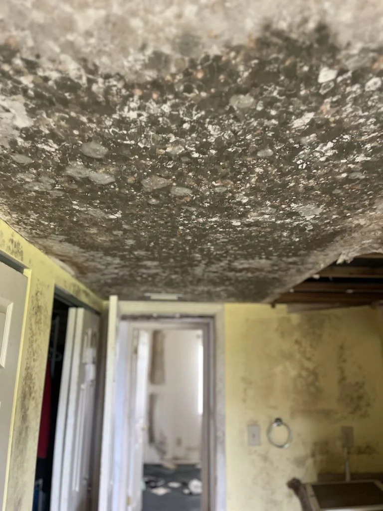 Mold remediation: certified mold removal